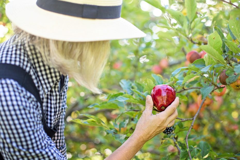 Apple picking in Westchester